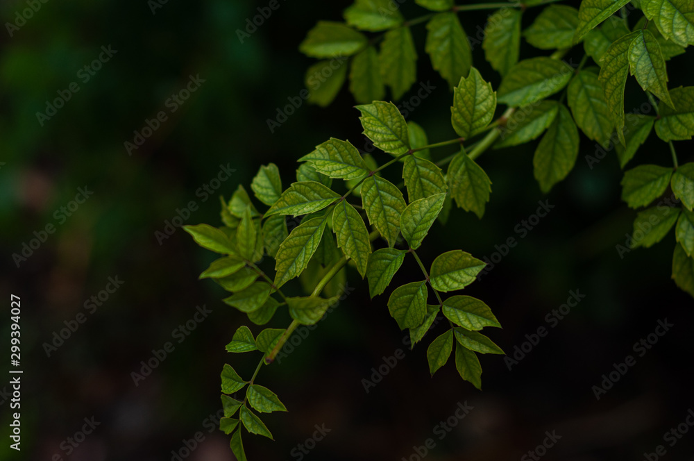 Bright fresh twig with wet green leaves. Outdoors. Bright fresh twig with wet green leaves. Outdoors.