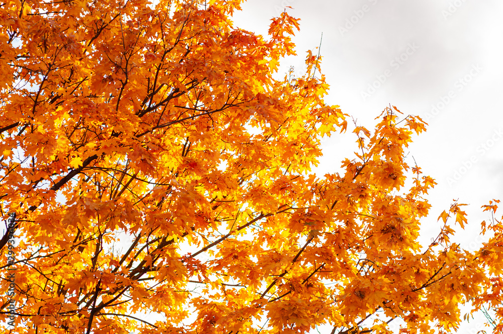 Autumn background with golden yellow foliage.