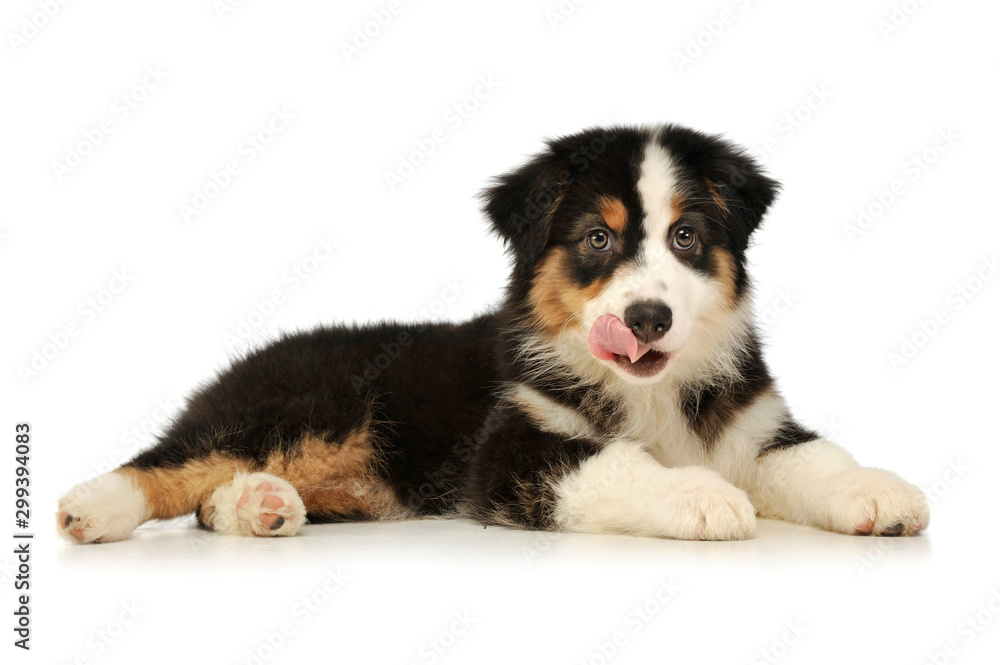 Studio shot of an adorable Australian shepherd puppy