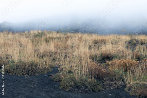 Fototapeta Naklejka Na Ścianę i Meble -  Unusual Landscape and Plants Growing on Side of Volcano