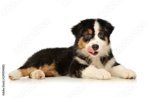 Obraz na płótnie Studio shot of an adorable Australian shepherd puppy w salonie