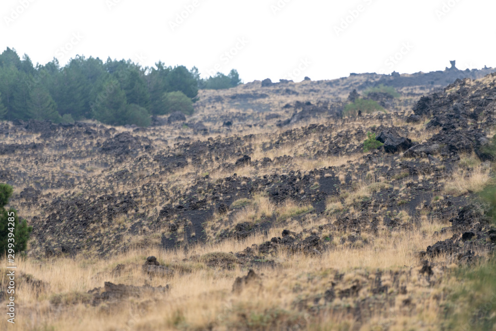 Unusual Landscape and Plants Growing on Side of Volcano