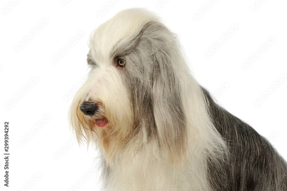 Portrait of an adorable bearded collie