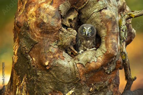 Boreal owl (Aegolius funereus) is a small owl. In Europe, it is typically known as Tengmalm's owl after Swedish naturalist Peter Gustaf Tengmalm  photo