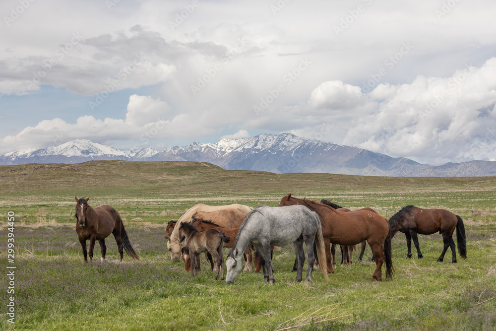 Wild Horses in Spring int he Utah Desert