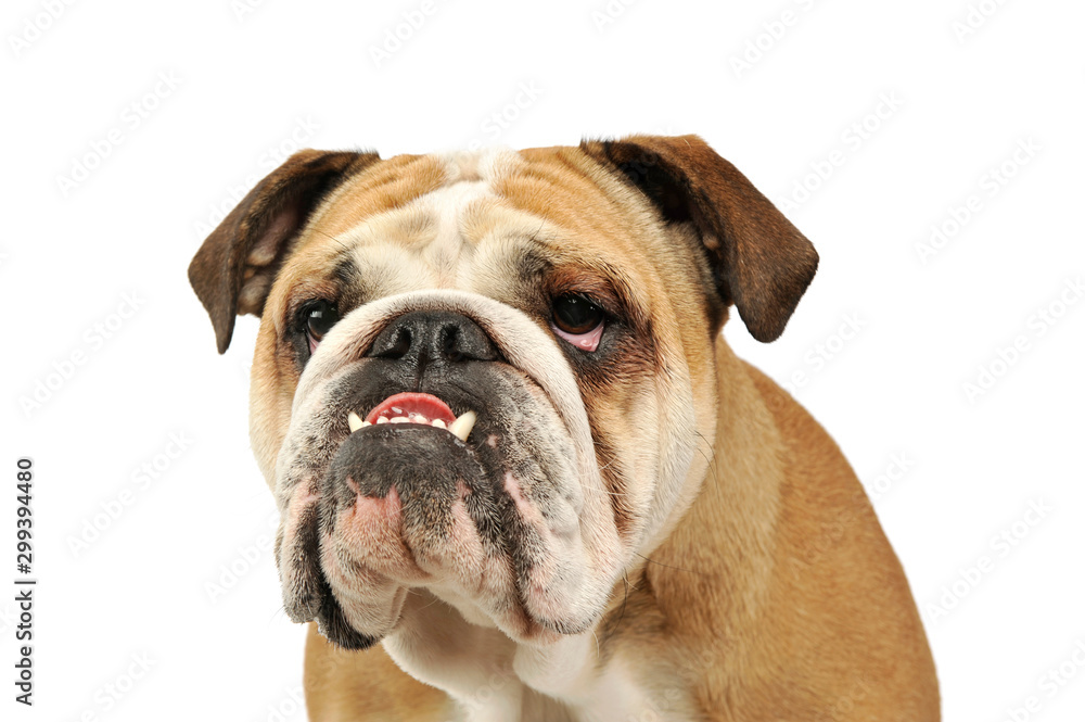 Portrait of an adorable English bulldog