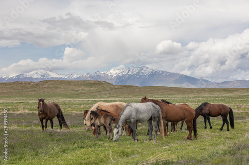 Wild Horses in Spring int he Utah Desert