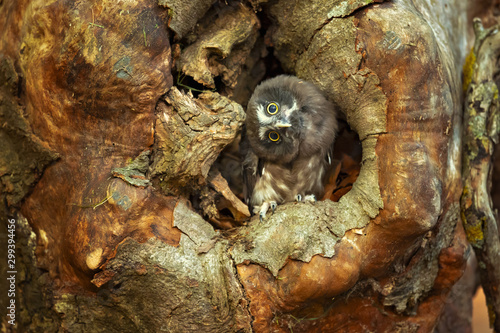 Boreal owl (Aegolius funereus) is a small owl. In Europe, it is typically known as Tengmalm's owl after Swedish naturalist Peter Gustaf Tengmalm  photo