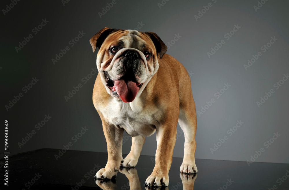 Fototapeta premium Studio shot of an adorable English bulldog