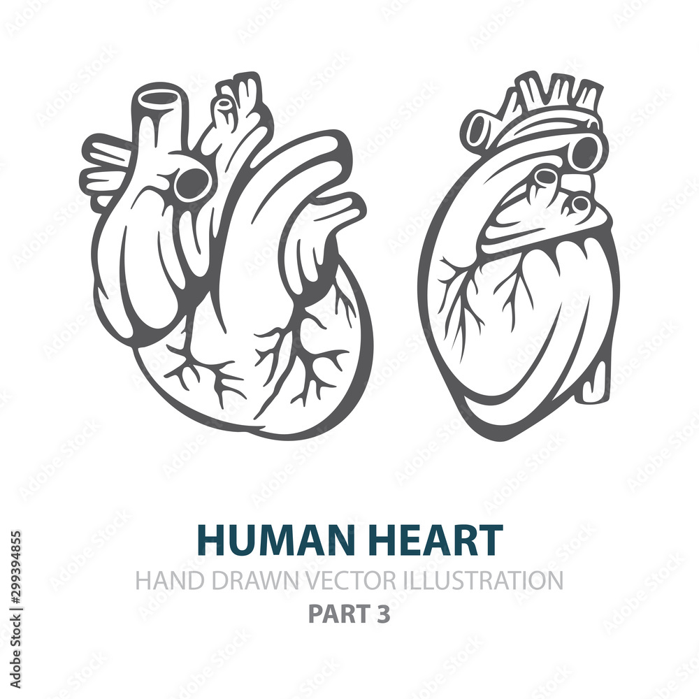 Human heart. Human heart hand drawn vector illustrations set. Heart in ...