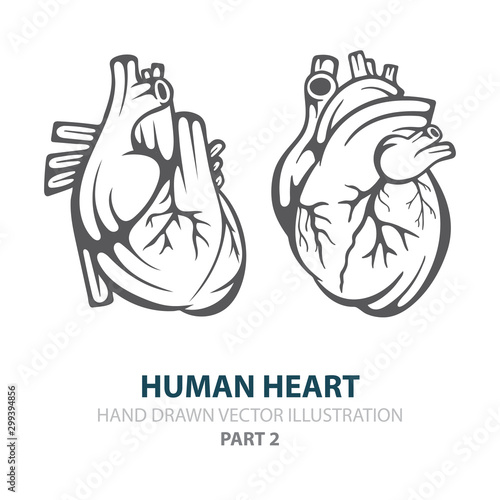 Human heart. Human heart hand drawn vector illustrations set. Heart in engraving style. Realistic human heart sketch drawing. Part of set.