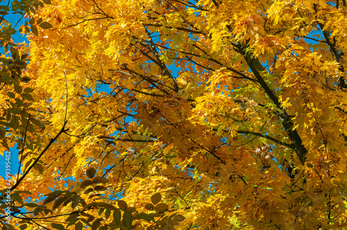 Autumn background with golden yellow foliage.