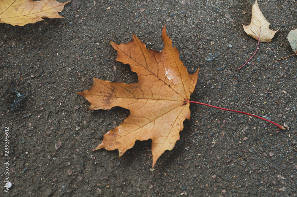 Dry brown autumn fallen maple leaf on black earth. Dry brown autumn fallen maple leaf on black earth.