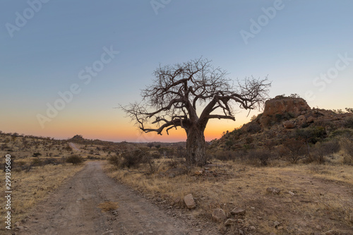 Lone baobab tree and kopje after sunset photo