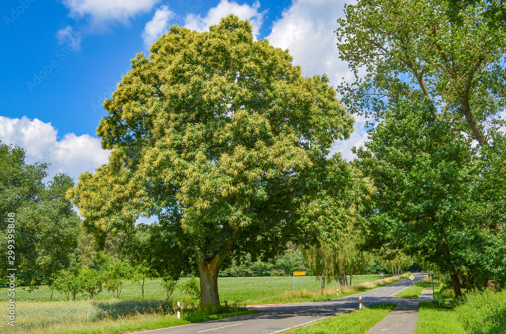 View over a country road to a big, old tree standing at a junction under blue sky in Lower Saxony, Germany.