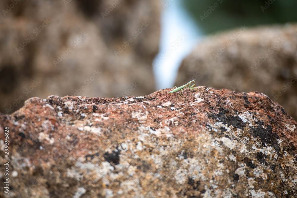 Close up of Mediterranean Mantis on Ruins in Sicily Close up of Mediterranean Mantis on Ruins in Sicily