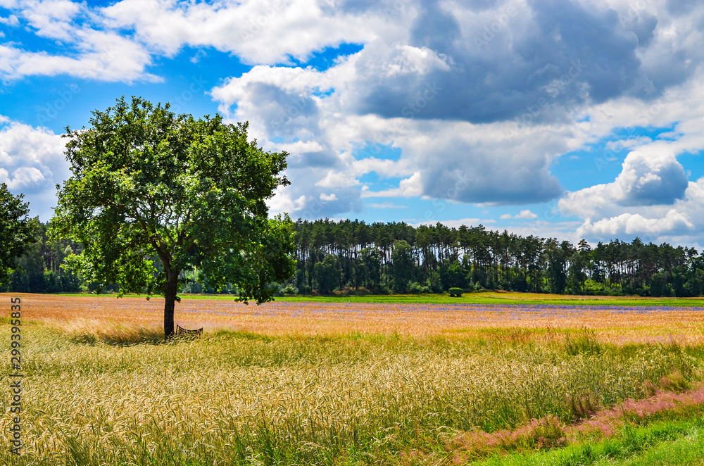 View over colorful fields to trees on the horizon under a blue sky in Lower Saxony, Germany.
