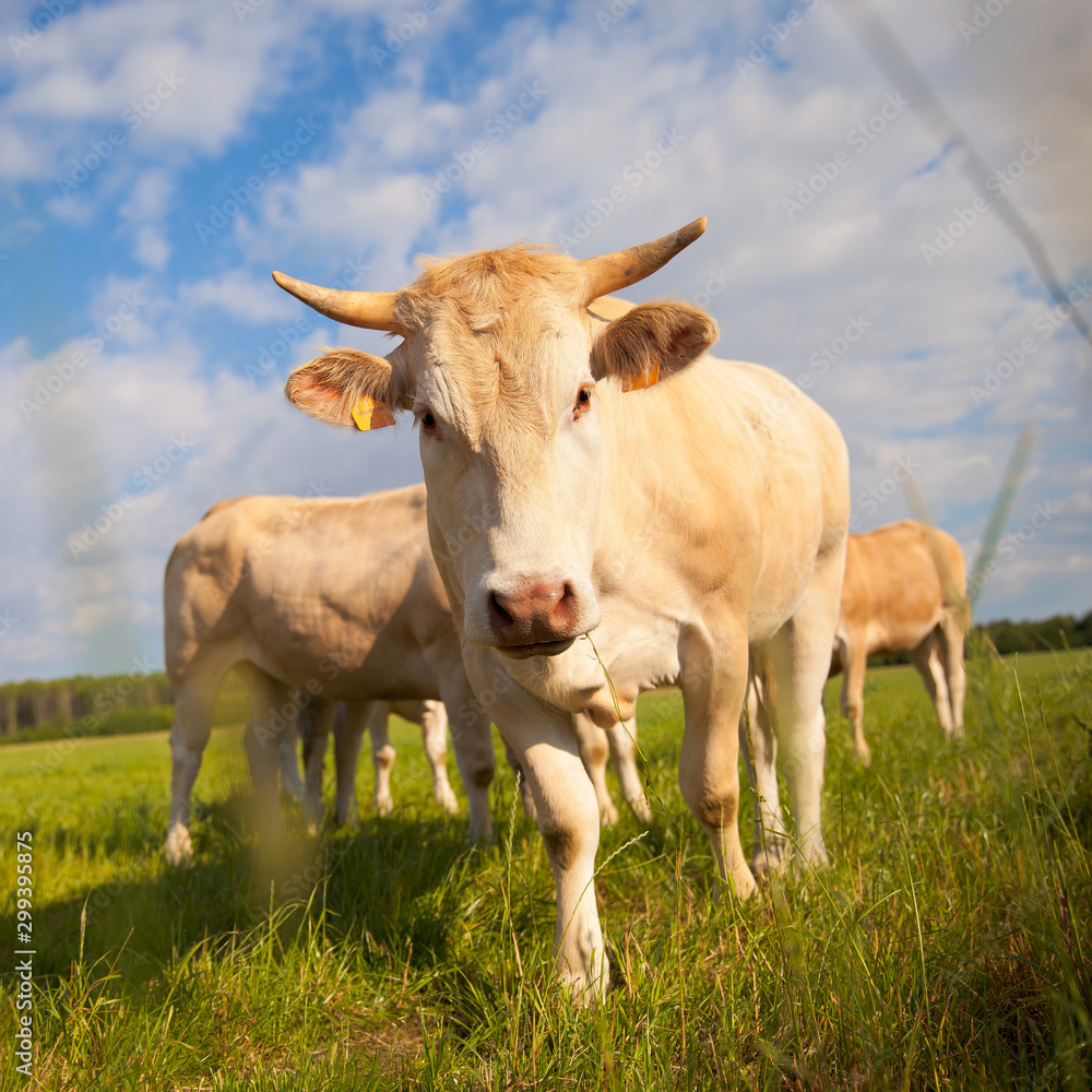 Troupeau de vache. Race à viande. Campagne de France Troupeau de vache. Race à viande. Campagne de France