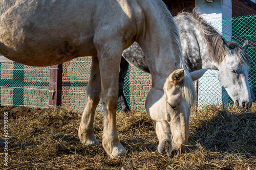 Dappled gray and palomino horses eating hay