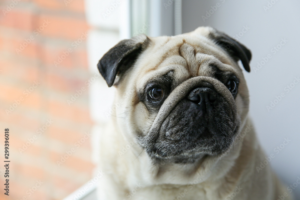 Dog pug at the window.