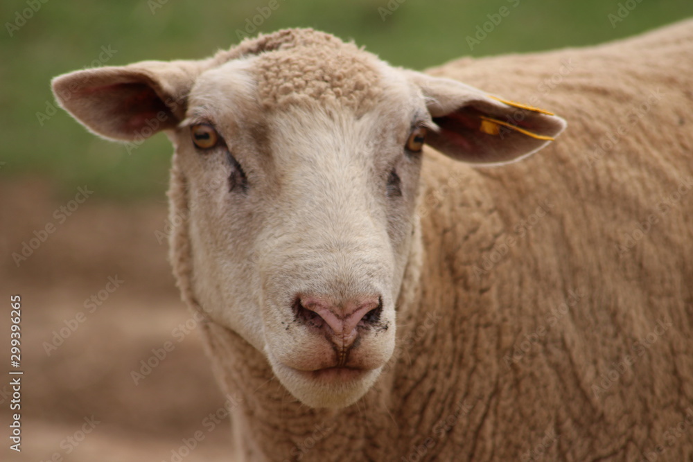 sheep portrait