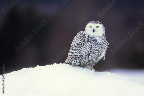 Snowy owl (Bubo scandiacus) is a large, white owl of the true owl family. Snowy owls are native to Arctic regions in North America and Eurasia.  photo