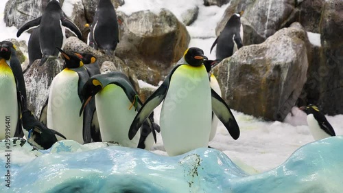 Group of king penguins in zoological garden