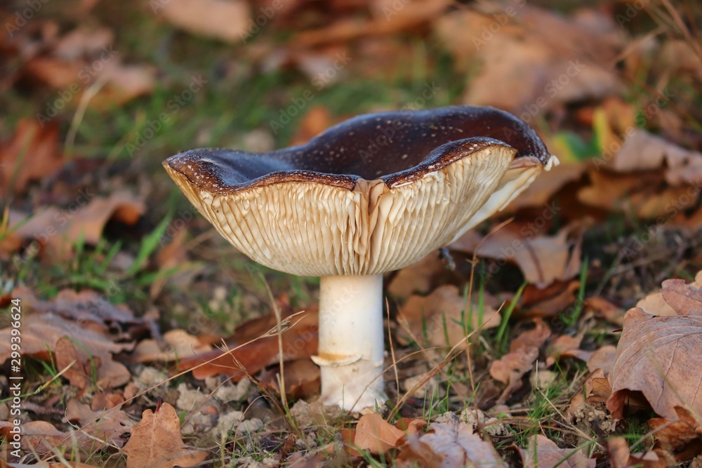 Pilz mit Lamellen und brauner Kappe Stock Photo Adobe Stock Pilz mit Lamellen und brauner Kappe Stock Photo Adobe Stock