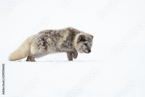Arctic fox (Vulpes lagopus), also known as the white fox, polar fox is a small fox native to the Arctic regions of the Northern Hemisphere  © Milan