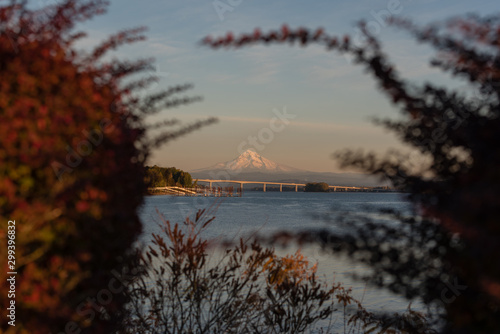 Mt Hood over the Columbia River naturally framed by fall autumn foliage