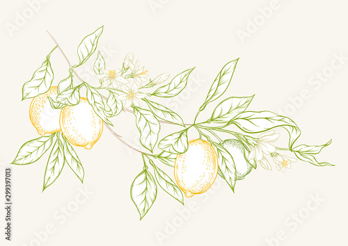 Lemon tree branch with lemons, flowers and leaves. Element for design. Colored outline hand drawing vector illustration.