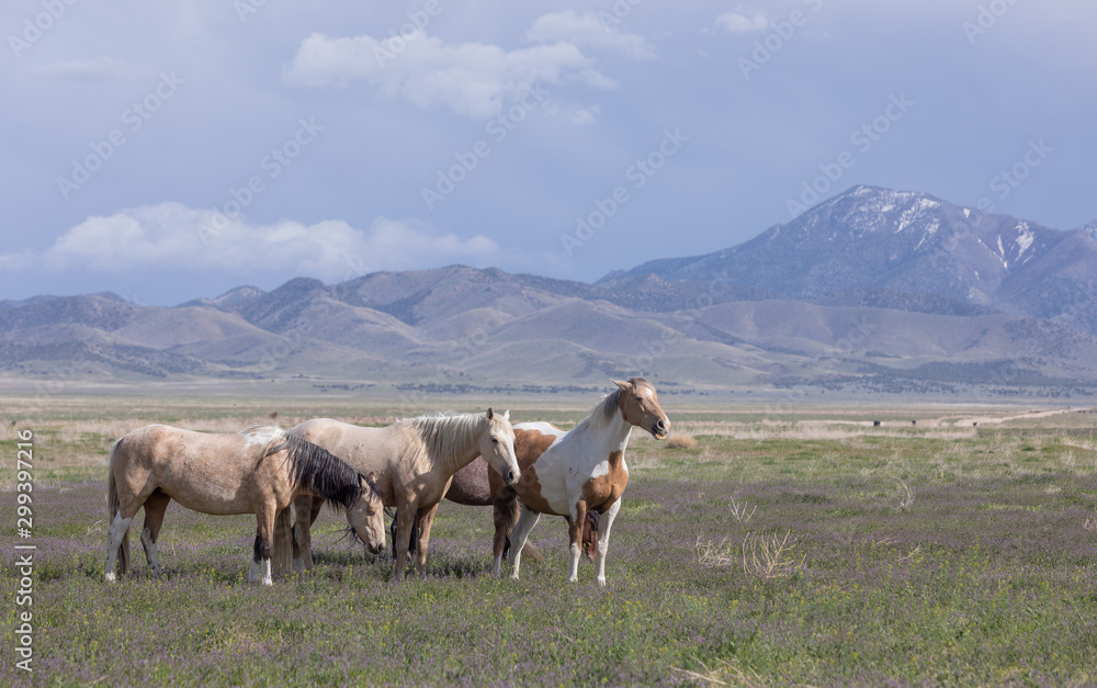 Obraz premium Wild Horses in Spring int he Utah Desert