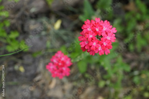 Glandularia peruviana photo