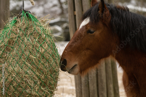 Przewalski Horse at the eating in the zoo photo