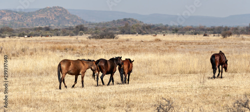 Obraz na plátně Thirsty horses