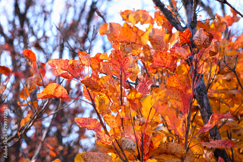 Beautiful tree with bright red and orange leaves. Brunches of wild European smoketree, Cotinus bush. Nature wallpaper.