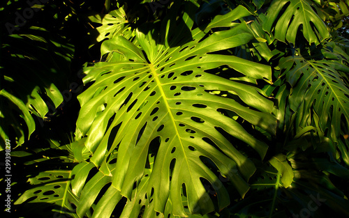 beautiful sunlit green plant 