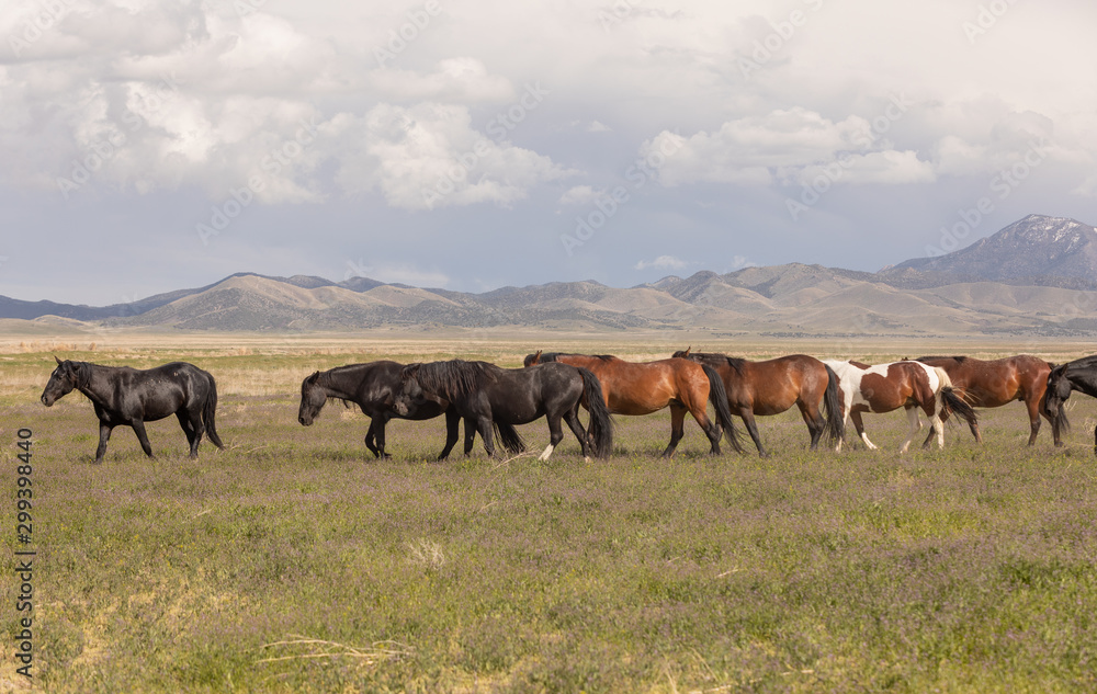 Wild Horses in Spring int he Utah Desert Wild Horses in Spring int he Utah Desert