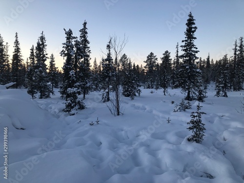 trees in snow - Kiruna 