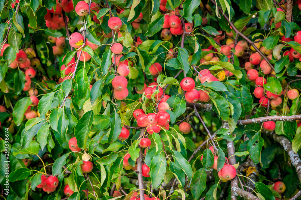 Obraz premium Red apples hang on a tree branch. Fruit garden. Homemade apples. Fruit tree.