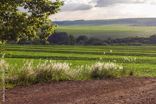 green field in sunset