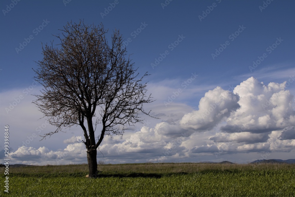 tree in the field