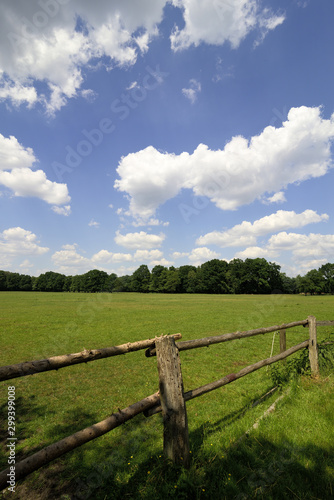 Green meadow with trees in sunny  blue sky with white clouds