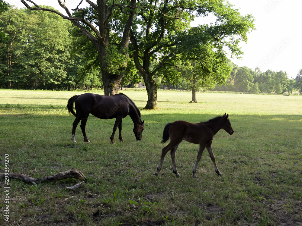 Young horse with mare grazing in a meadow in the countryside. Young horse with mare grazing in a meadow in the countryside.