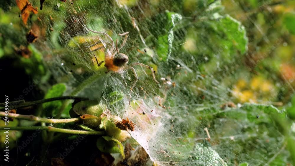 Spider's web. Close-up shot of a spider weaving a network of threads for catching insects. Greece. 4K Spider's web. Close-up shot of a spider weaving a network of threads for catching insects. Greece. 4K