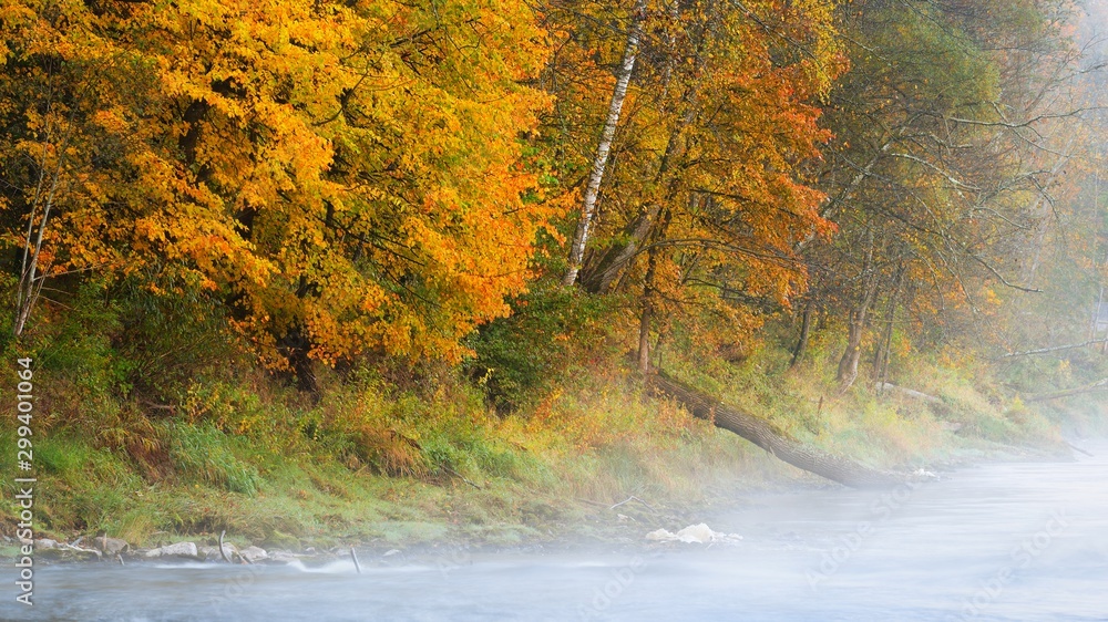 Fototapeta Autumn Gauja river in Sigulda, Latvia