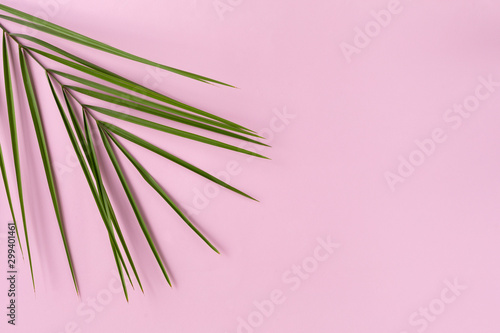 Palm tree leaf isolated on pink top view copy space