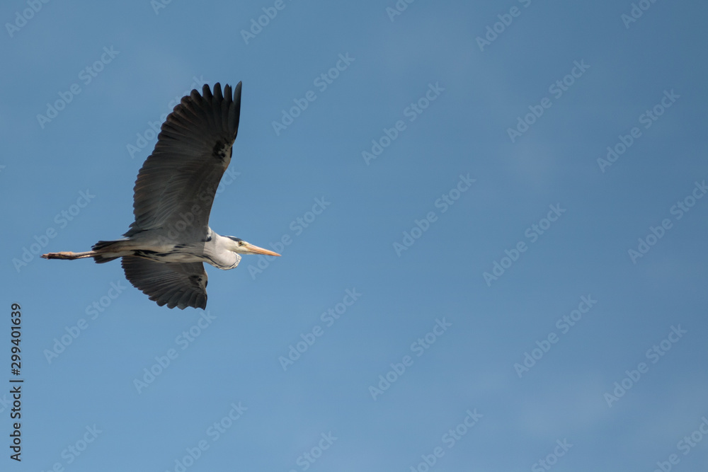Fototapeta premium heron on the blue sky