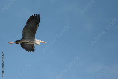 heron on the blue sky