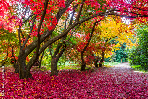 colorful leaves in autumn park